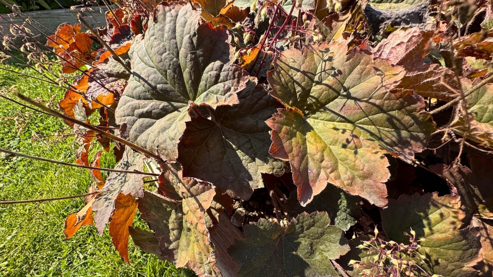 Deep purple, rounded lobed leaves with a slightly ruffled texture show dry, crisped edges and yellowing blotches under intense sun exposure.