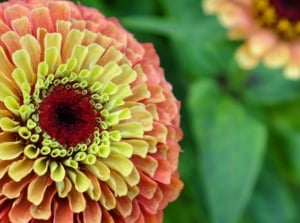 Queen Lime zinnias blooms thriving on the plant, appearing large and lovely surrounded by deep green foliage