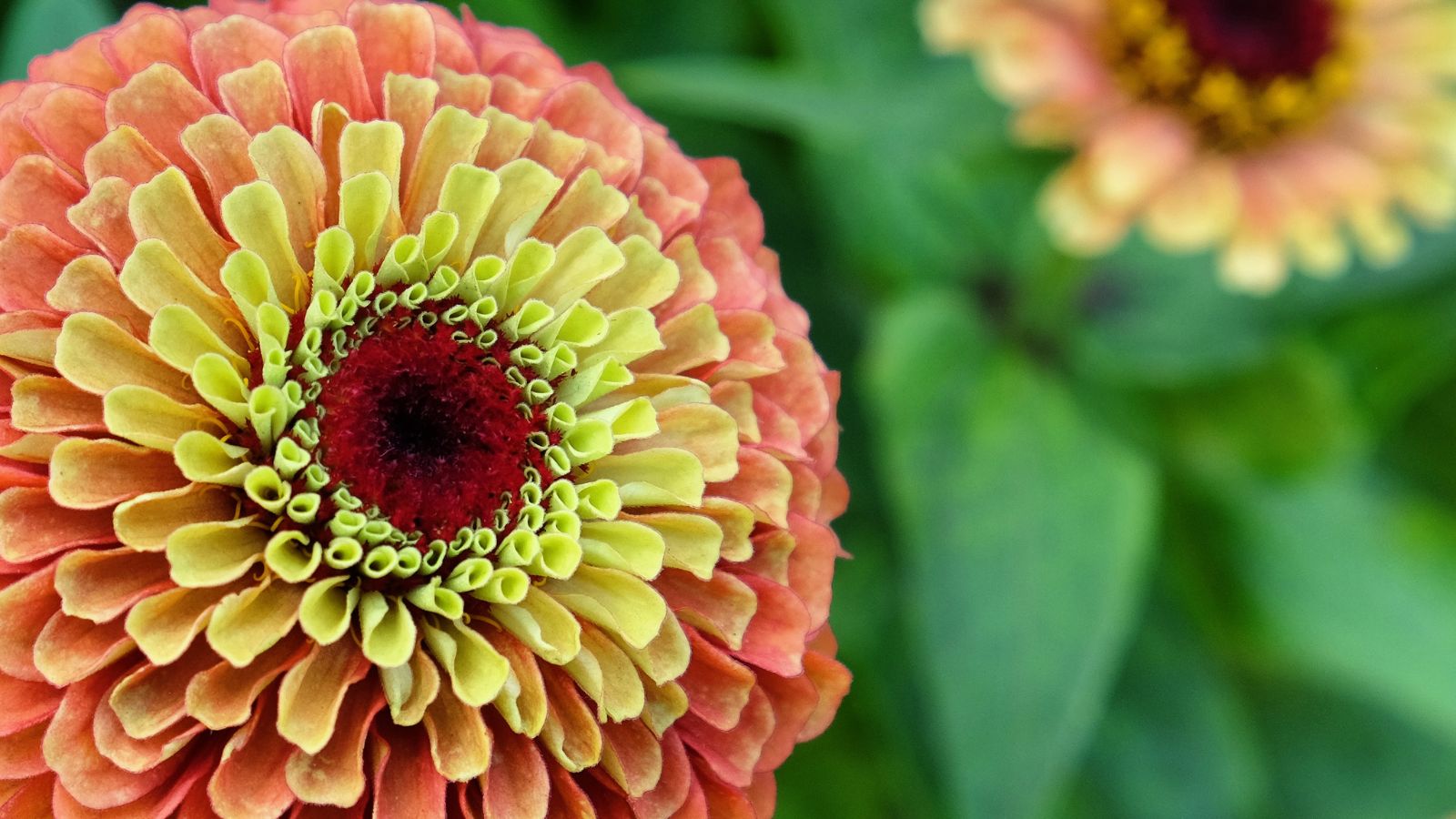 Queen Lime zinnias blooms thriving on the plant, appearing large and lovely surrounded by deep green foliage