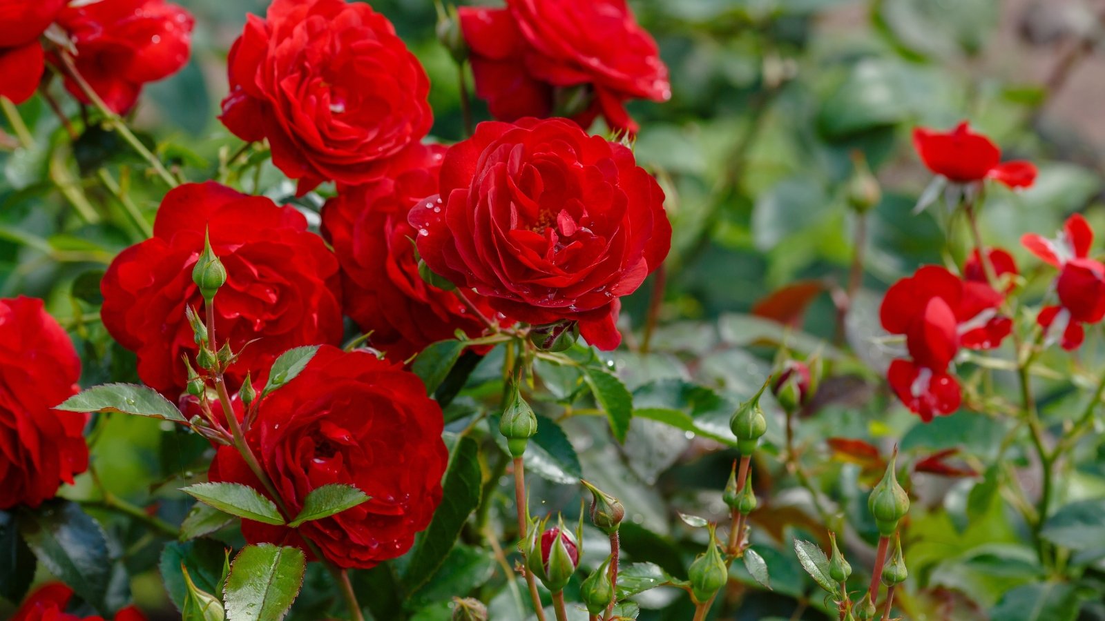 Deep red roses with velvety, layered petals fully open, surrounded by dark green, serrated, glossy leaves with visible veins in the garden.