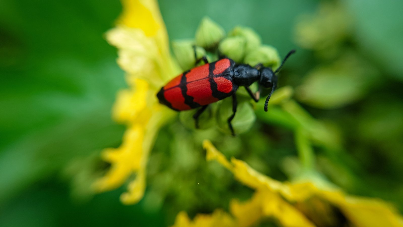 Red and black blister beetle with a long, narrow body, bright red head and thorax, and shiny black wing covers, crawling on green foliage.