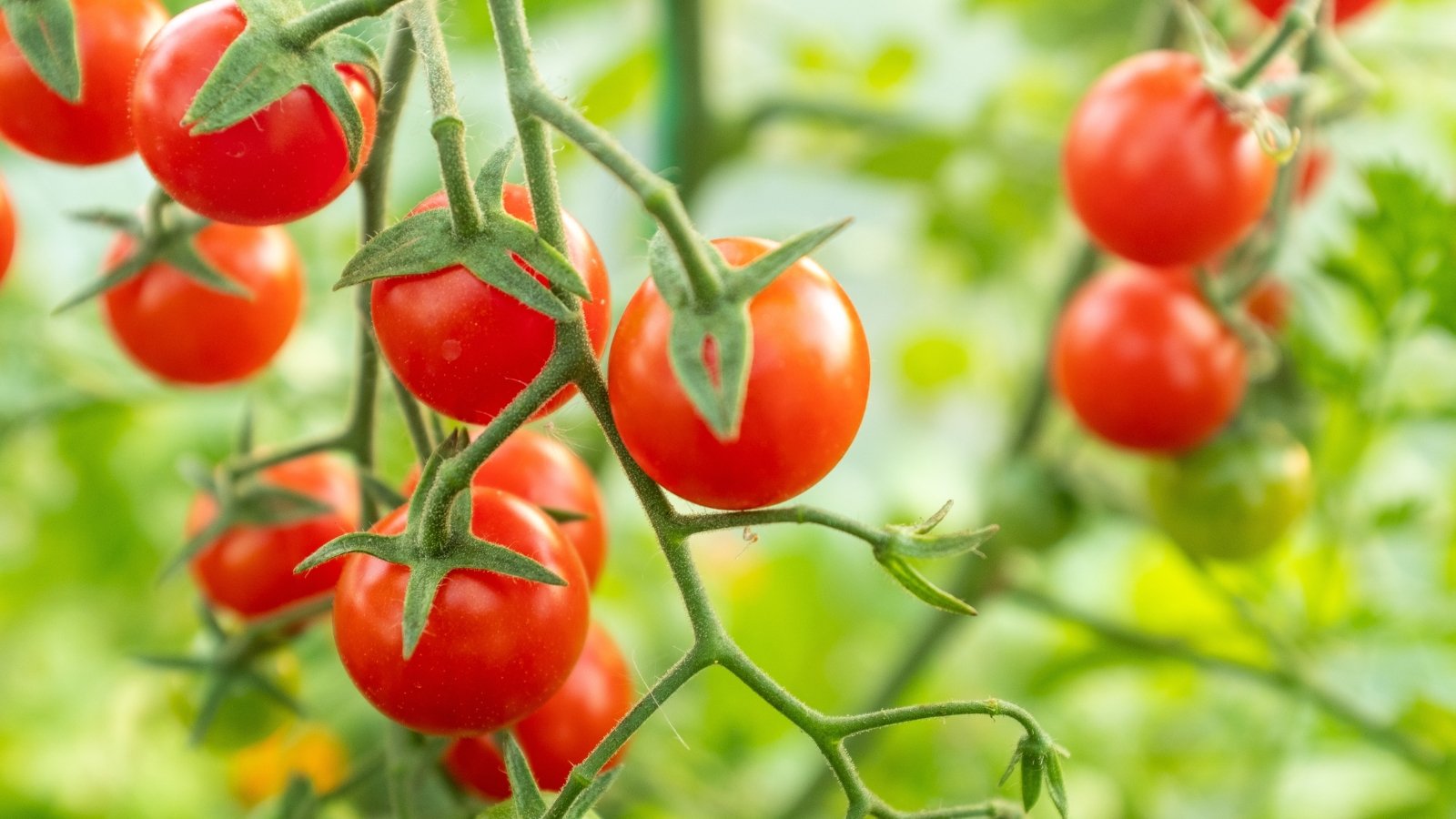 Dozens of smooth, red cherry tomatoes dangle from fine, arching stems surrounded by dense, toothed green leaves.
