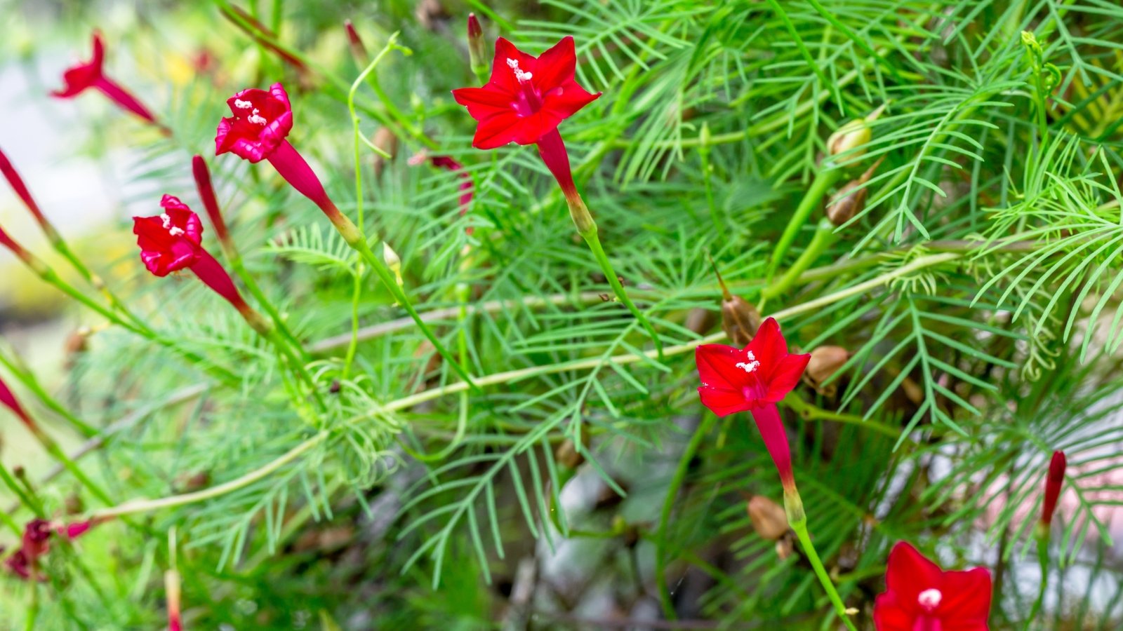 Wispy foliage with needle-thin leaves spirals up the trellis, accented by bold red blooms with five narrow petals.