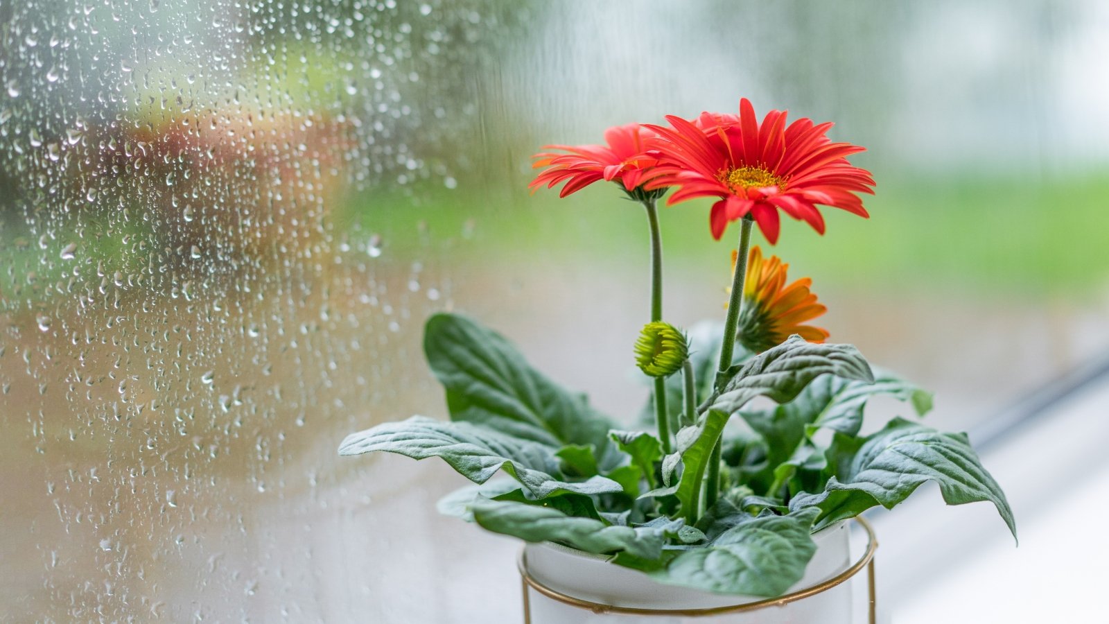 Red gerbera flowers with vibrant petals and green foliage, with a blurred rain-covered glass window dotted with water droplets.