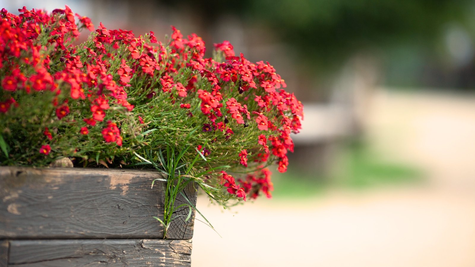 Vibrant red nemesia flowers bloom densely on branching green stems with narrow leaves, overflowing from a large outdoor pot.