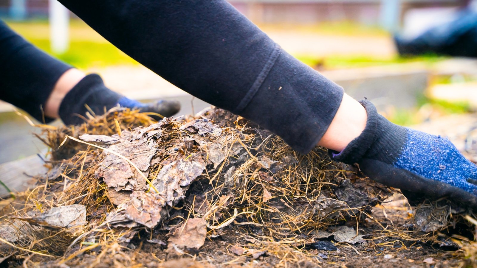 Close-up of a gardener's gloved hands removing old mulch of dry leaves and branches from a bed in a spring garden.
