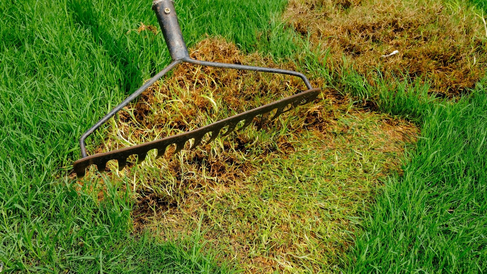 Large garden rake pulling up dead brown grass from green lawn, exposing a mix of dry thatch and fresh blades underneath.