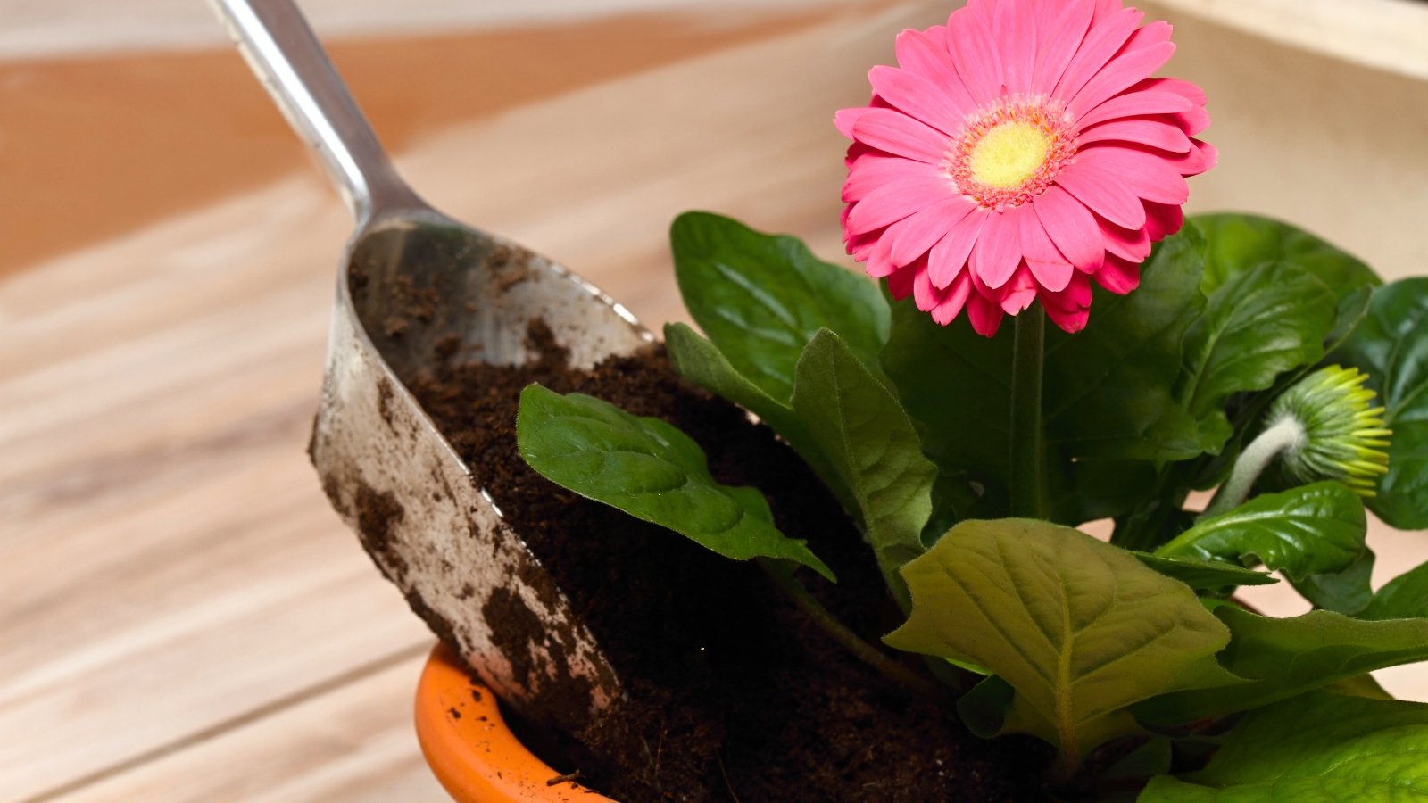 Repotting a potted gerbera plant into a large terracotta pot with fresh black soil, featuring a large, bright pink, daisy-like flower with a soft yellow center, indoors.