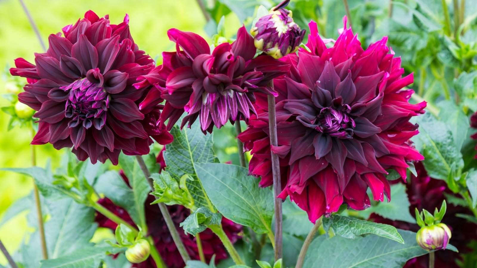 Burgundy-black flowers with a nearly black center and tightly packed, pointed petals over green foliage and upright stems.