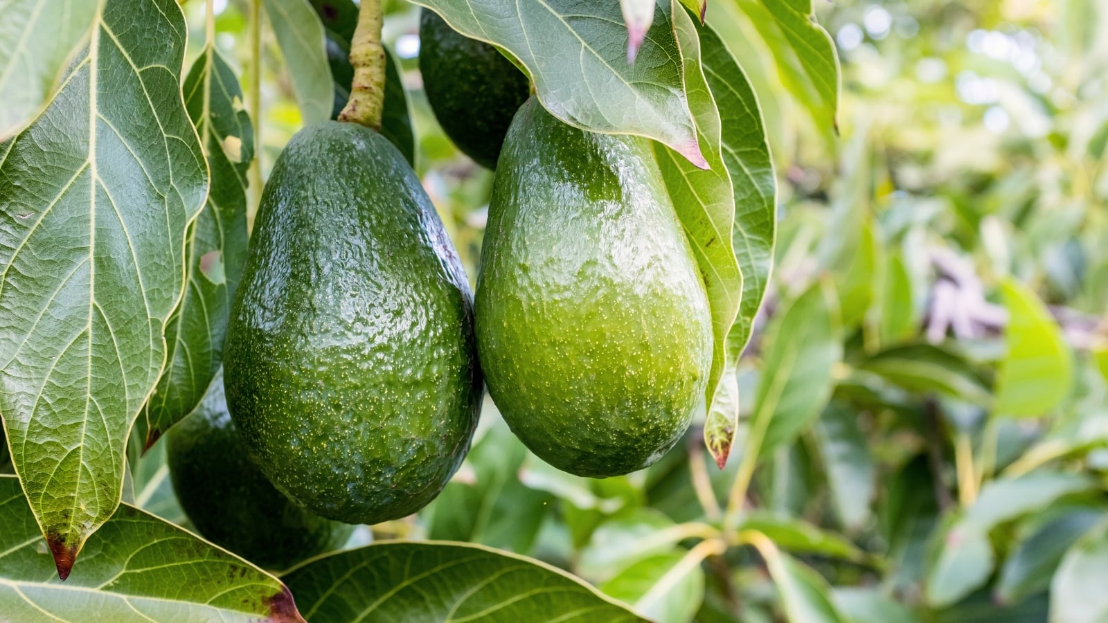 Dark green, bumpy ripe Hass avocados hang clustered among glossy green leaves on the tree.