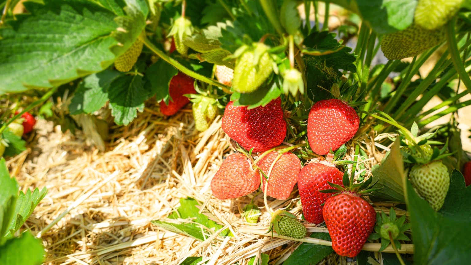 No Berries on Your Strawberry Plant? 11 Fixes to Try