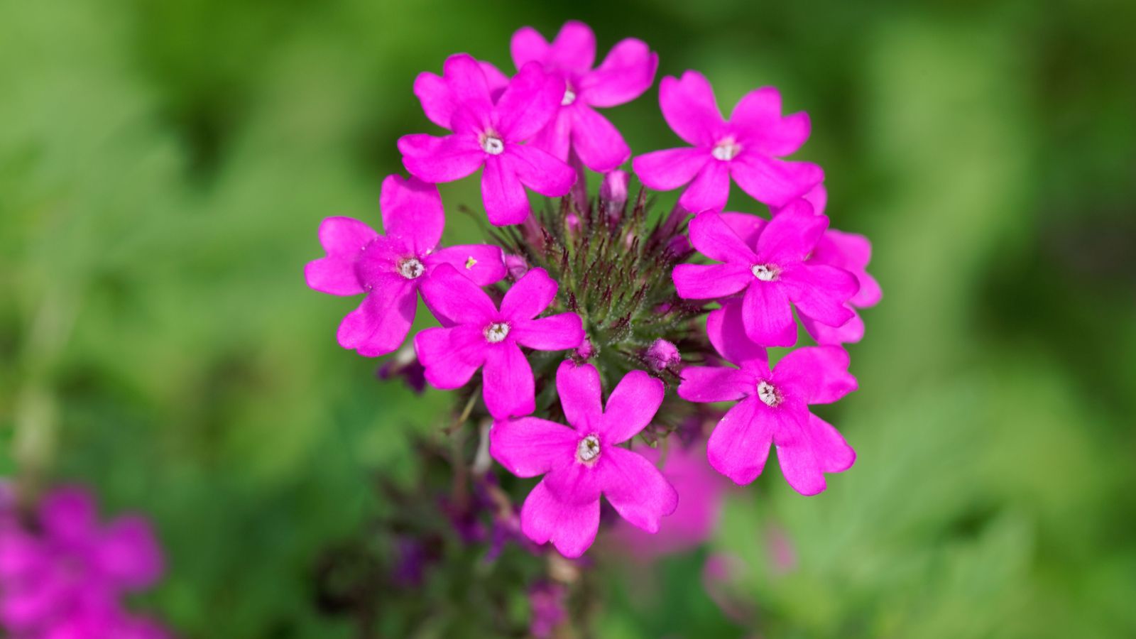 A close-up shot of a cluster of bright pink colored flowers atop tall stems of the Glandularia canadensis