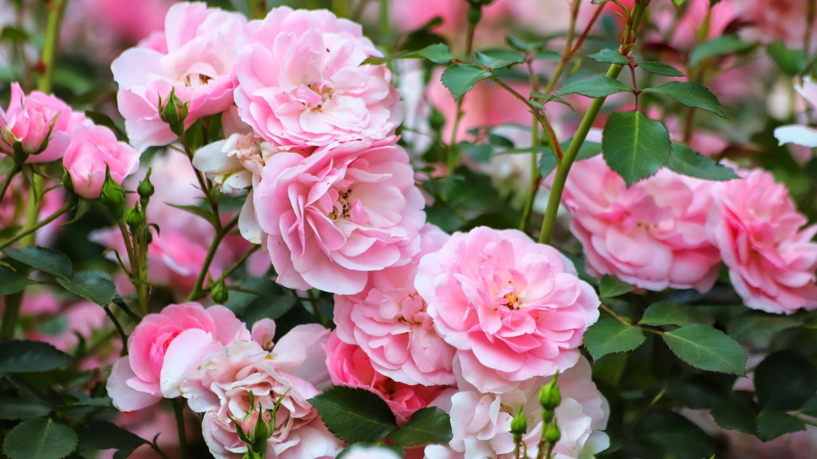 Layered, soft pink blossoms with thorny stems and deep green jagged leaves.