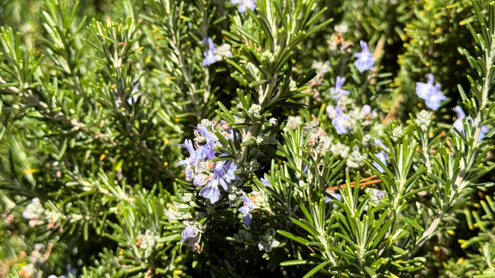 Spikes of small, pale blue flowers rise above slender, needle-like gray-green leaves on woody stems.