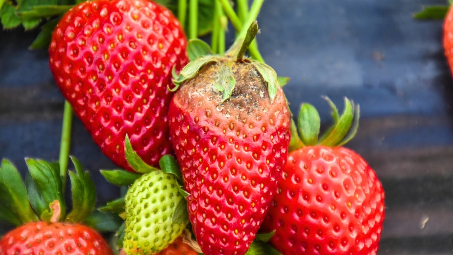 No Berries on Your Strawberry Plant? 11 Fixes to Try