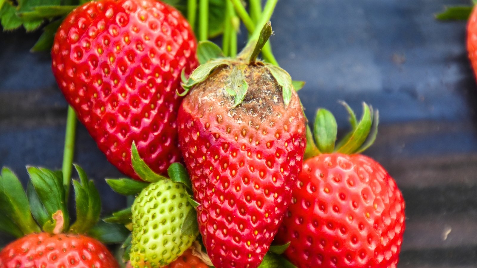 Close-up of ripe red strawberries covered with rotten, moldy spots.