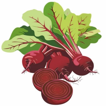 Ruby Queen Beet