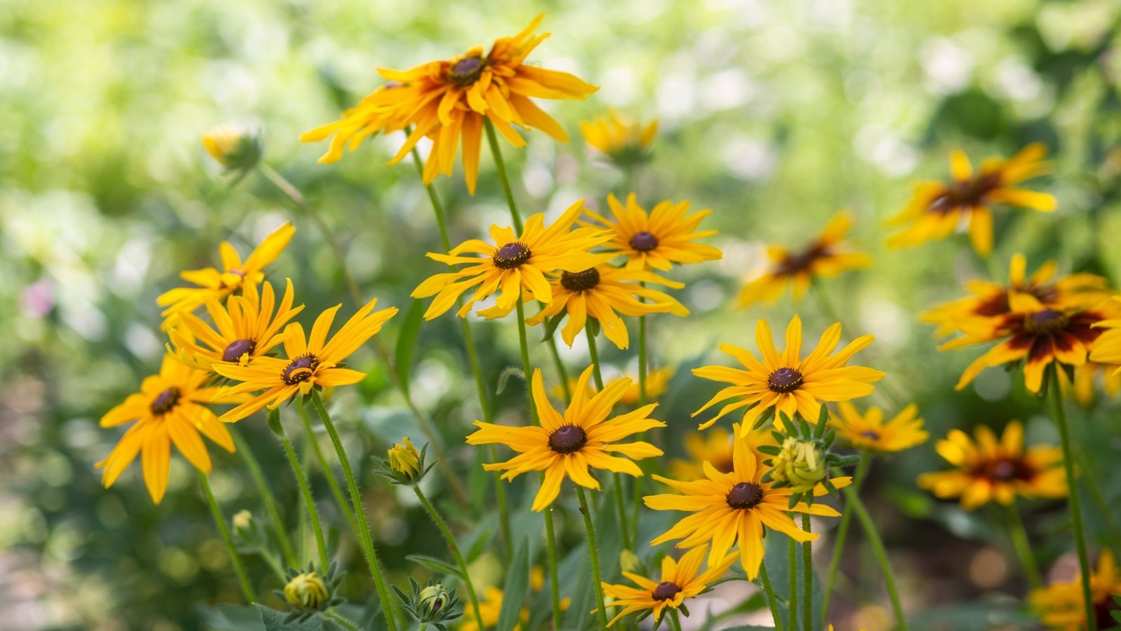 Bright yellow daisy-like flower with dark central cone and hairy green stems and leaves.