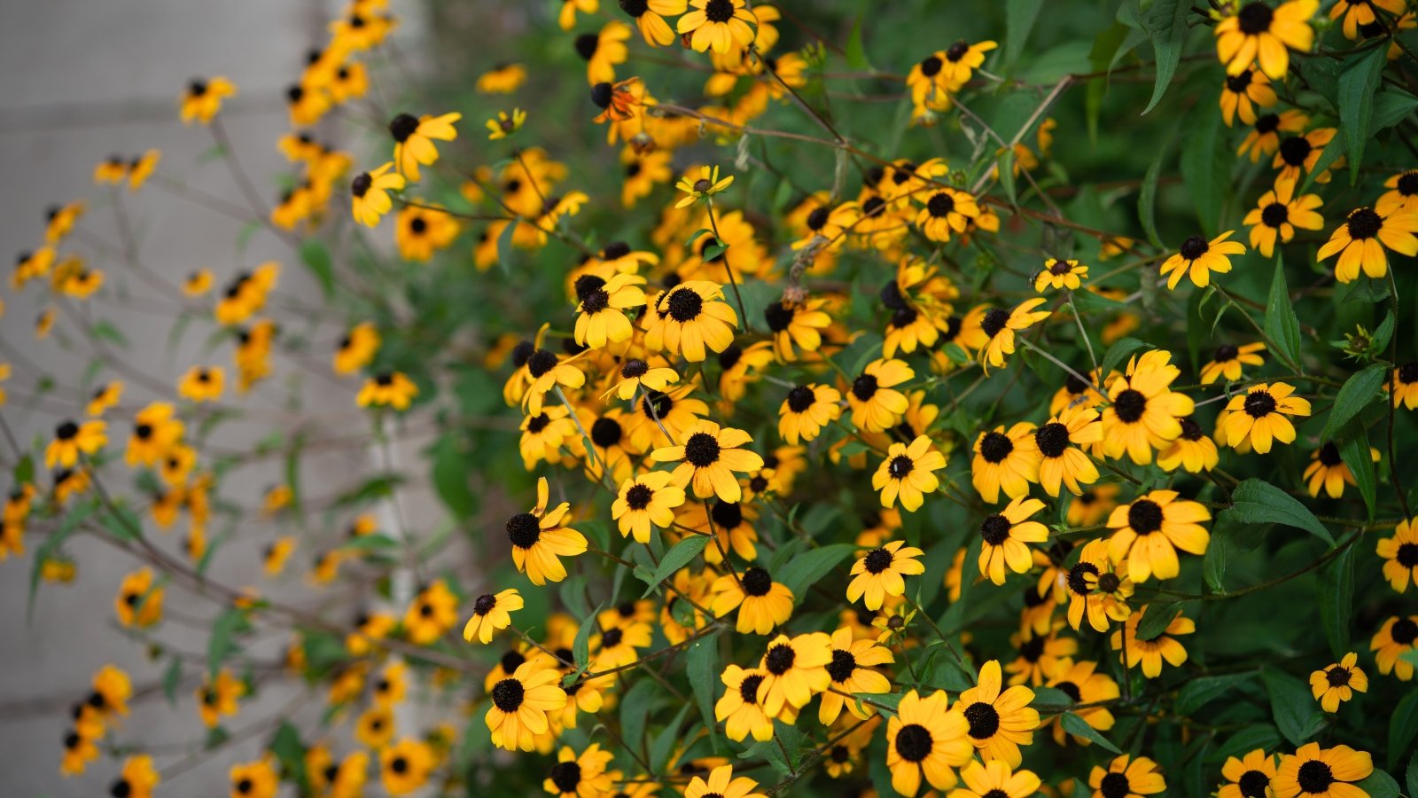 Bright yellow, daisy-like flowers with dark brown centers cluster on airy, branching stems with rough, toothed foliage.