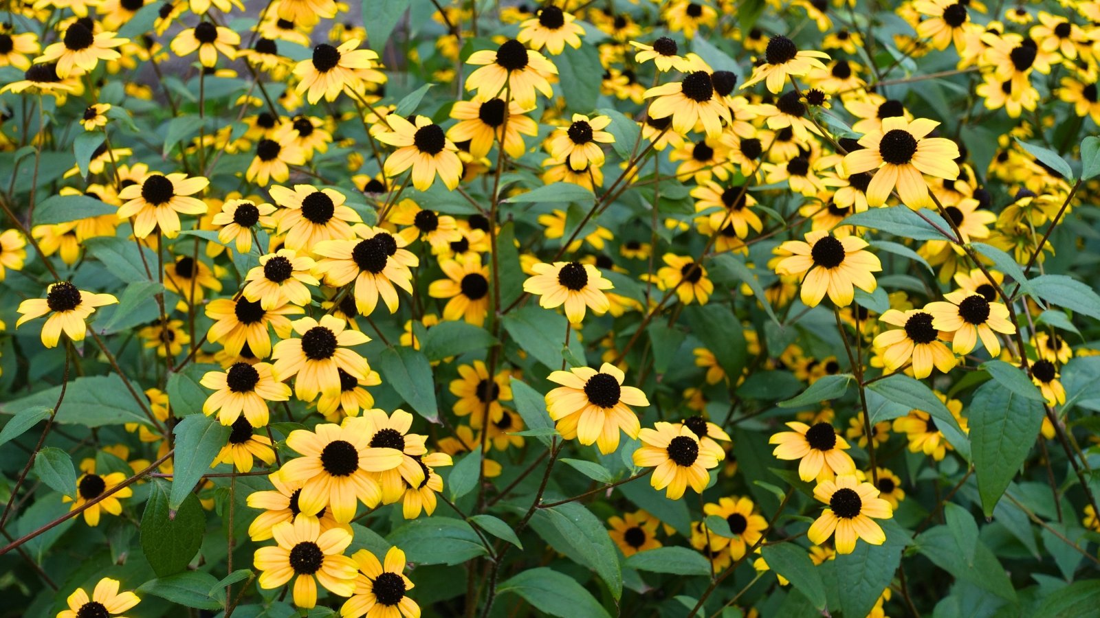 Masses of small, golden-yellow daisy-like flowers cluster on branching stems with deeply lobed green leaves.