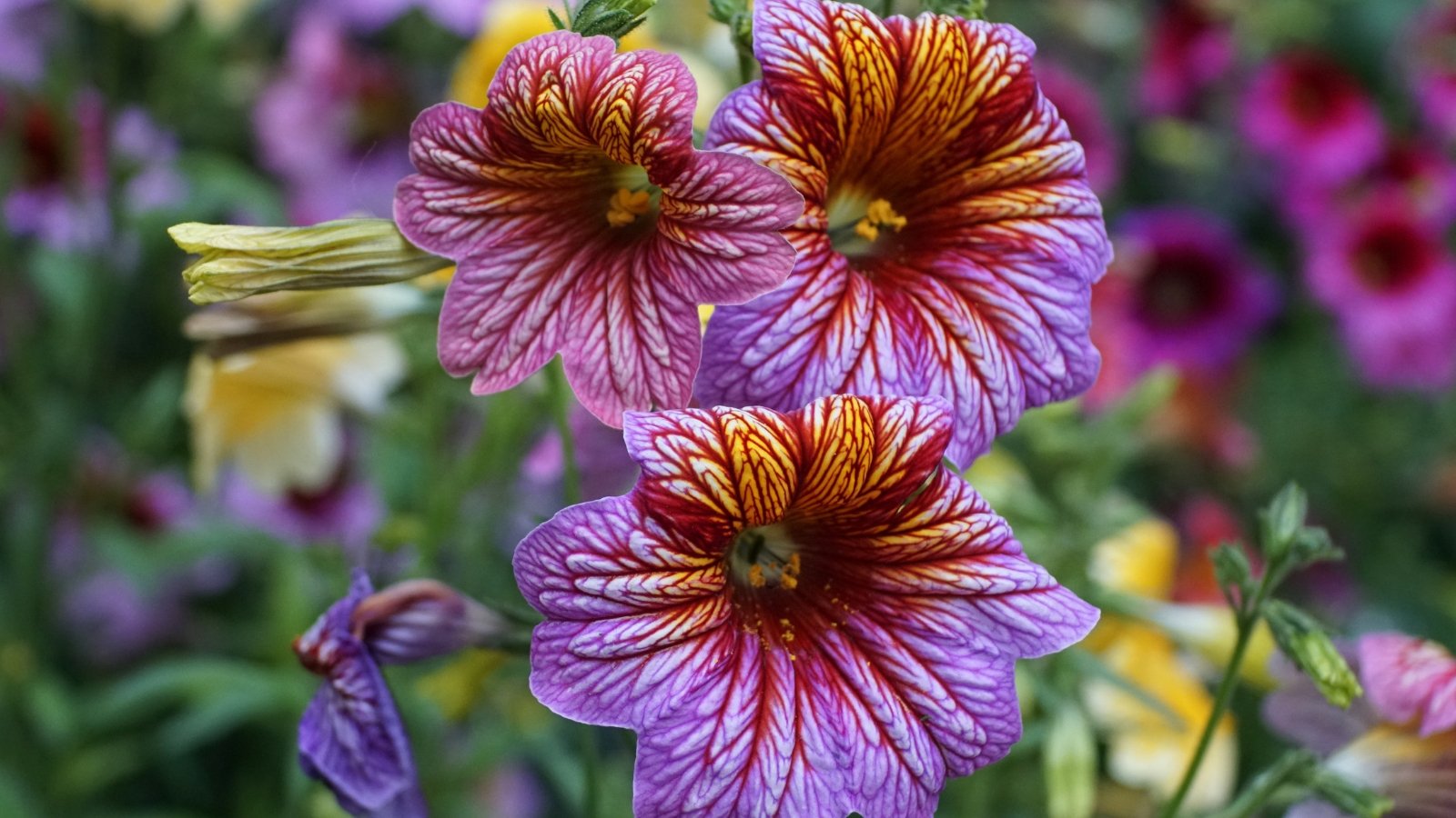 Velvety, trumpet-shaped flowers in marbled purples, reds, and yellows bloom above ovate green leaves on slender stems.