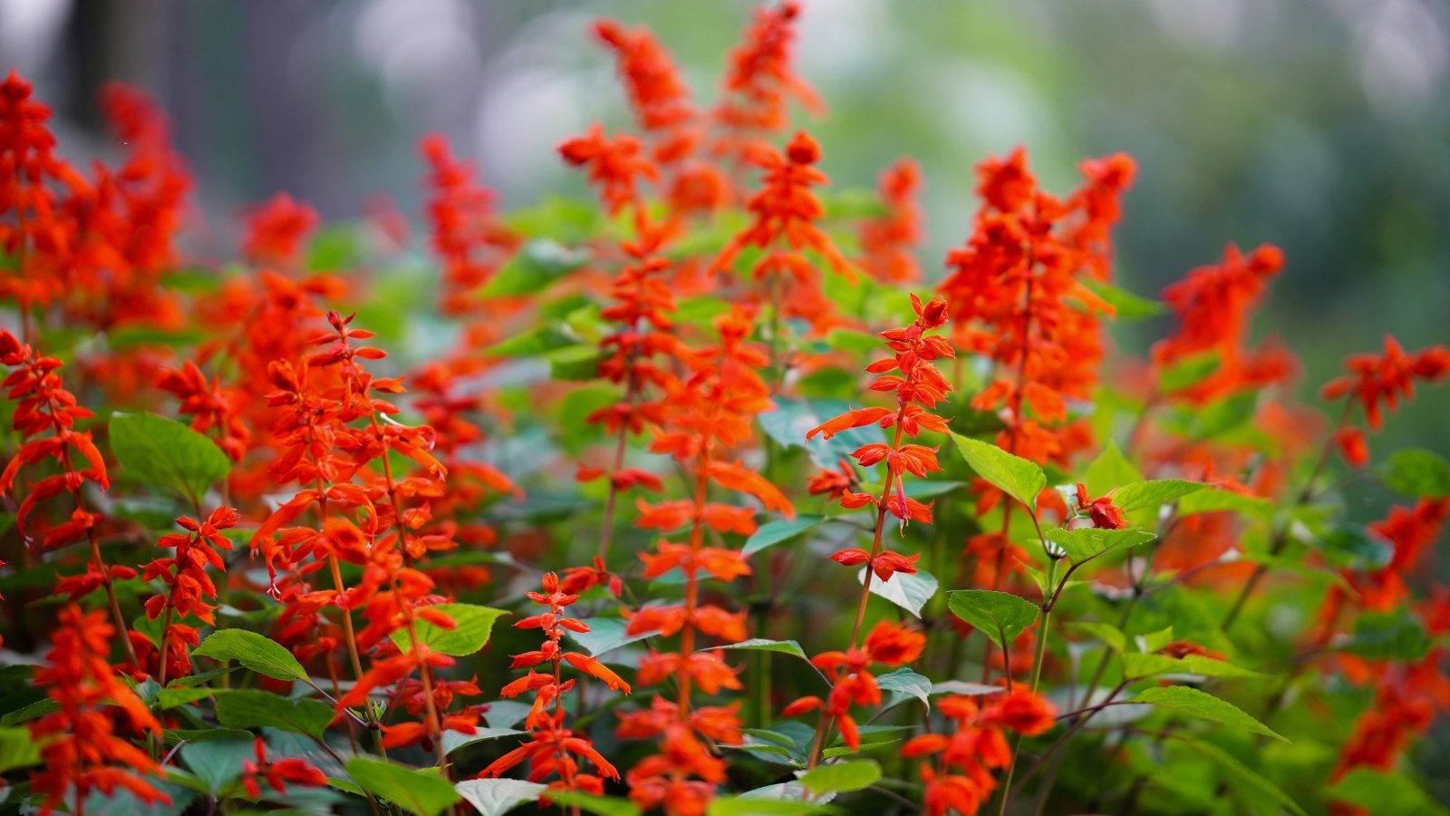 Spikes of scarlet tubular blooms emerge above green, slightly serrated foliage.
