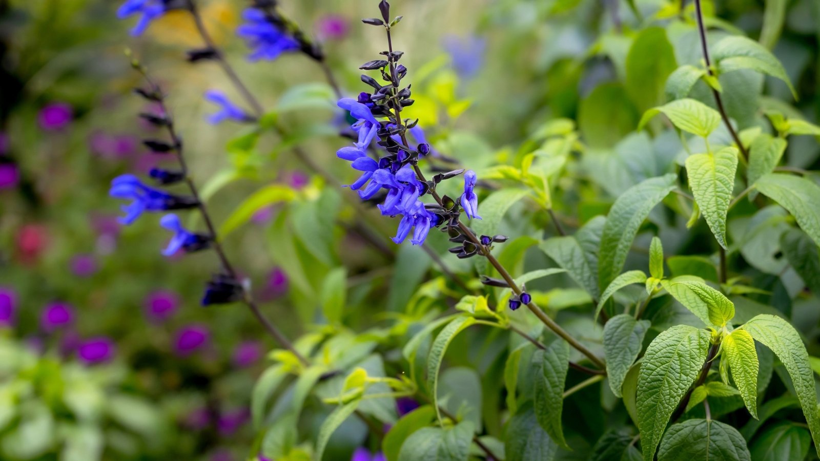 Tall spikes of deep indigo-blue flowers emerge from dark stems above bold green leaves.