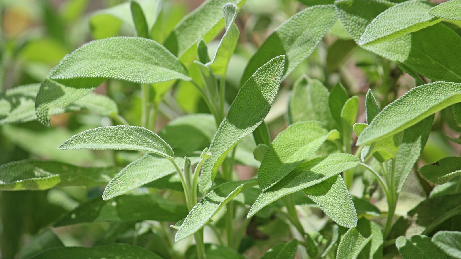 Broad, oblong gray-green leaves with a pebbled, velvety surface grow upright on firm stems.