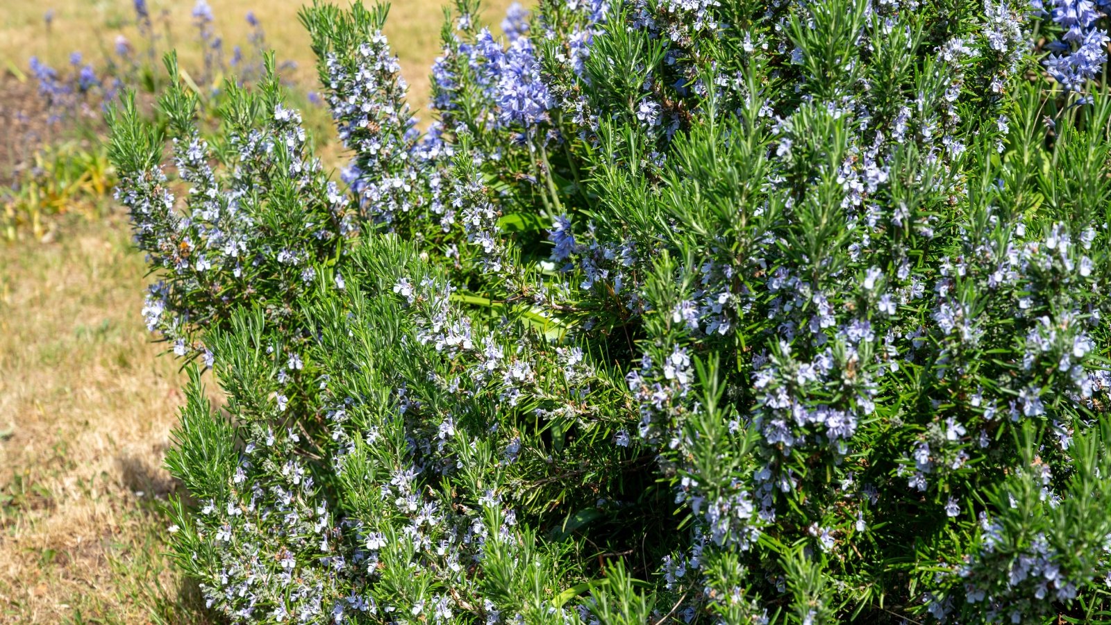 Stiff, needle-like dark green leaves with a leathery feel line thick woody branches with small pale blue-purple flowers thrive in a sunny garden.