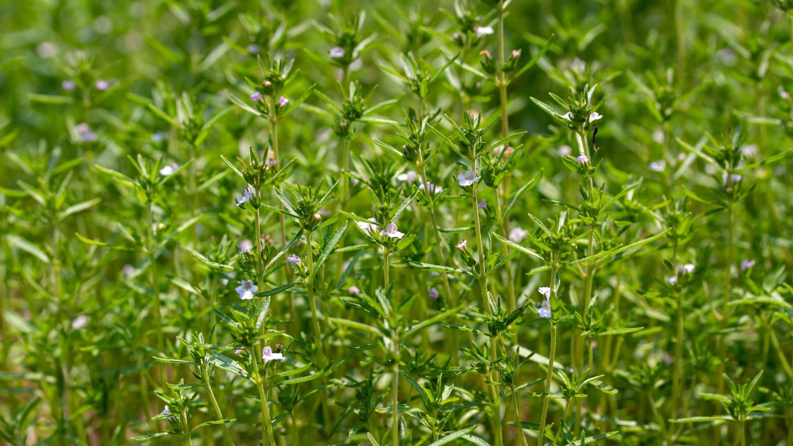 Slender, pointed dark green leaves cluster densely along stems, with small pale pink or white flowers forming at the leaf joints.