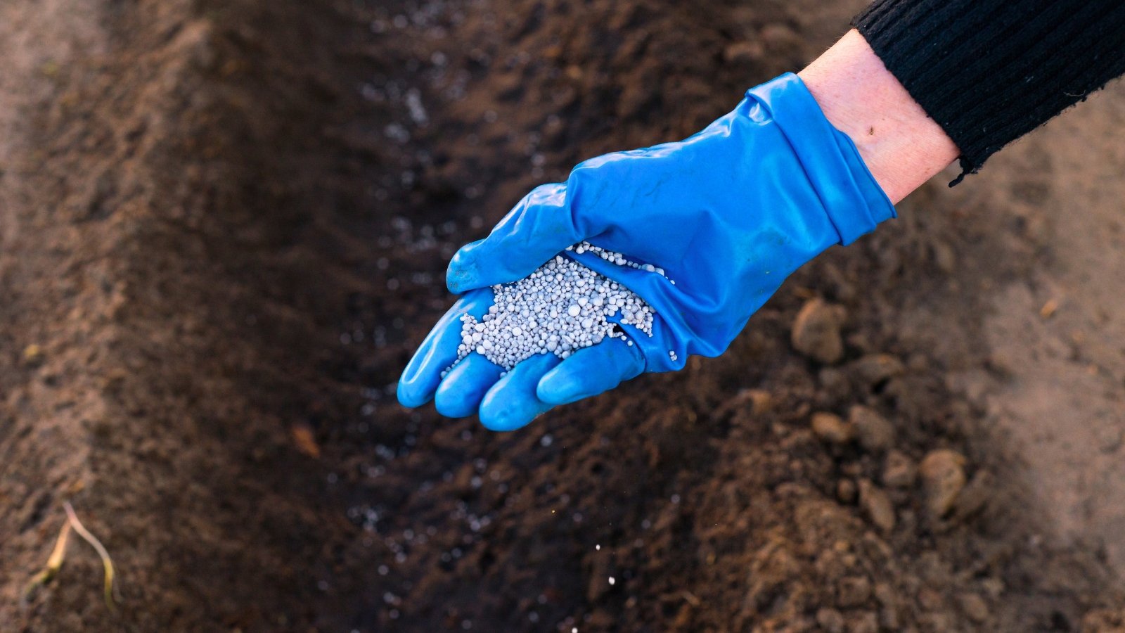 Close-up of a woman's hand applying blue granular fertilizer to loose brown soil before planting seedlings.