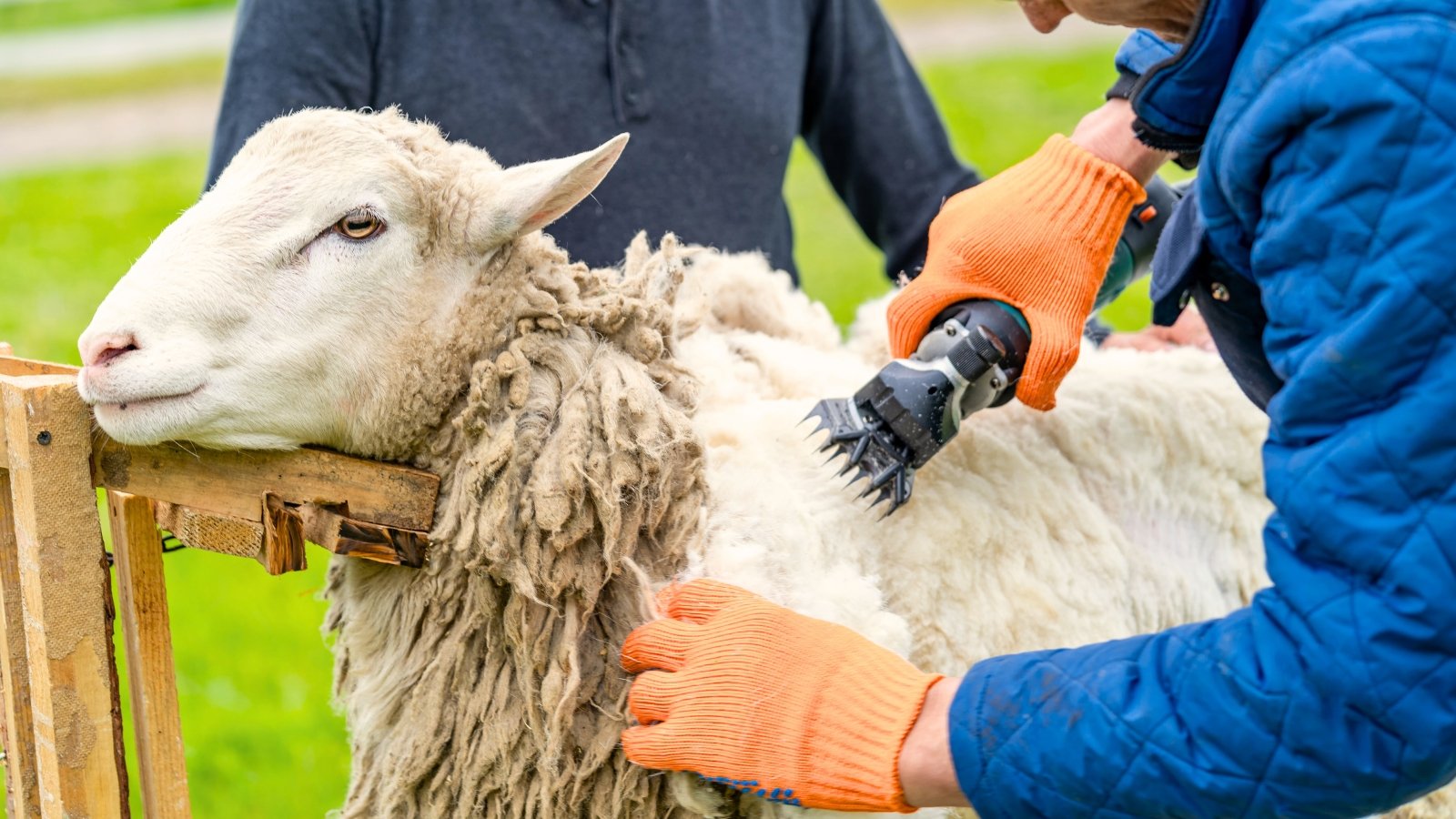 Two farmers with electric trimmer shearing grey-white wool of sheep on a farm, close-up.
