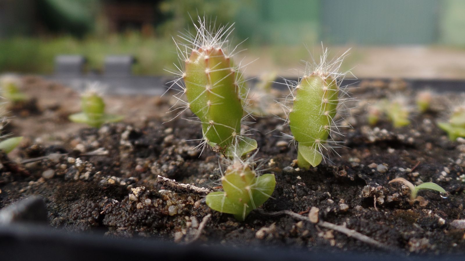 Selenicereus Undatus piantine pronte per il trapianto, cresciute circa un pollice di altezza 