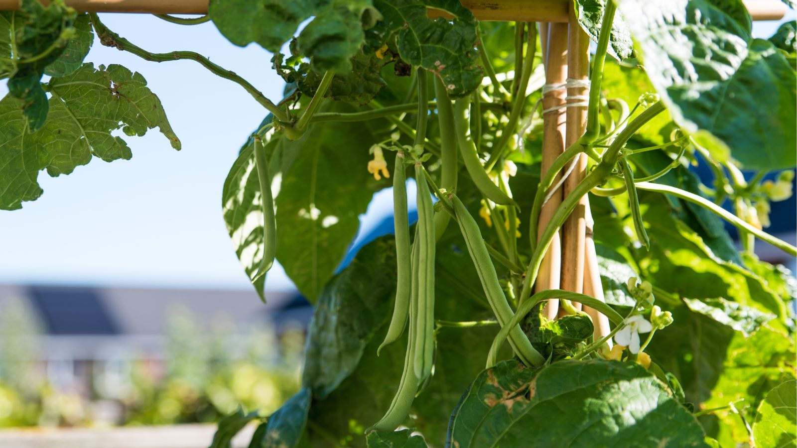 A shot of several developing legume pods of the Seychelles variety, climbing on a trellis and basking in bright sunlight outdoors