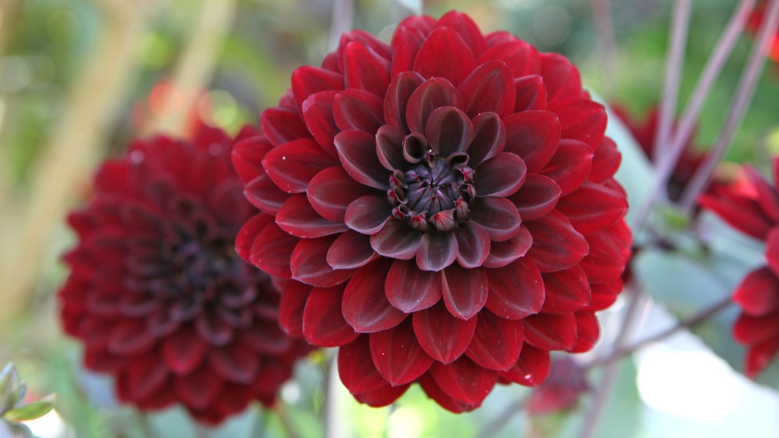 Near-black petals with hints of red form compact blooms, offset by dark stems and dense green leaves.