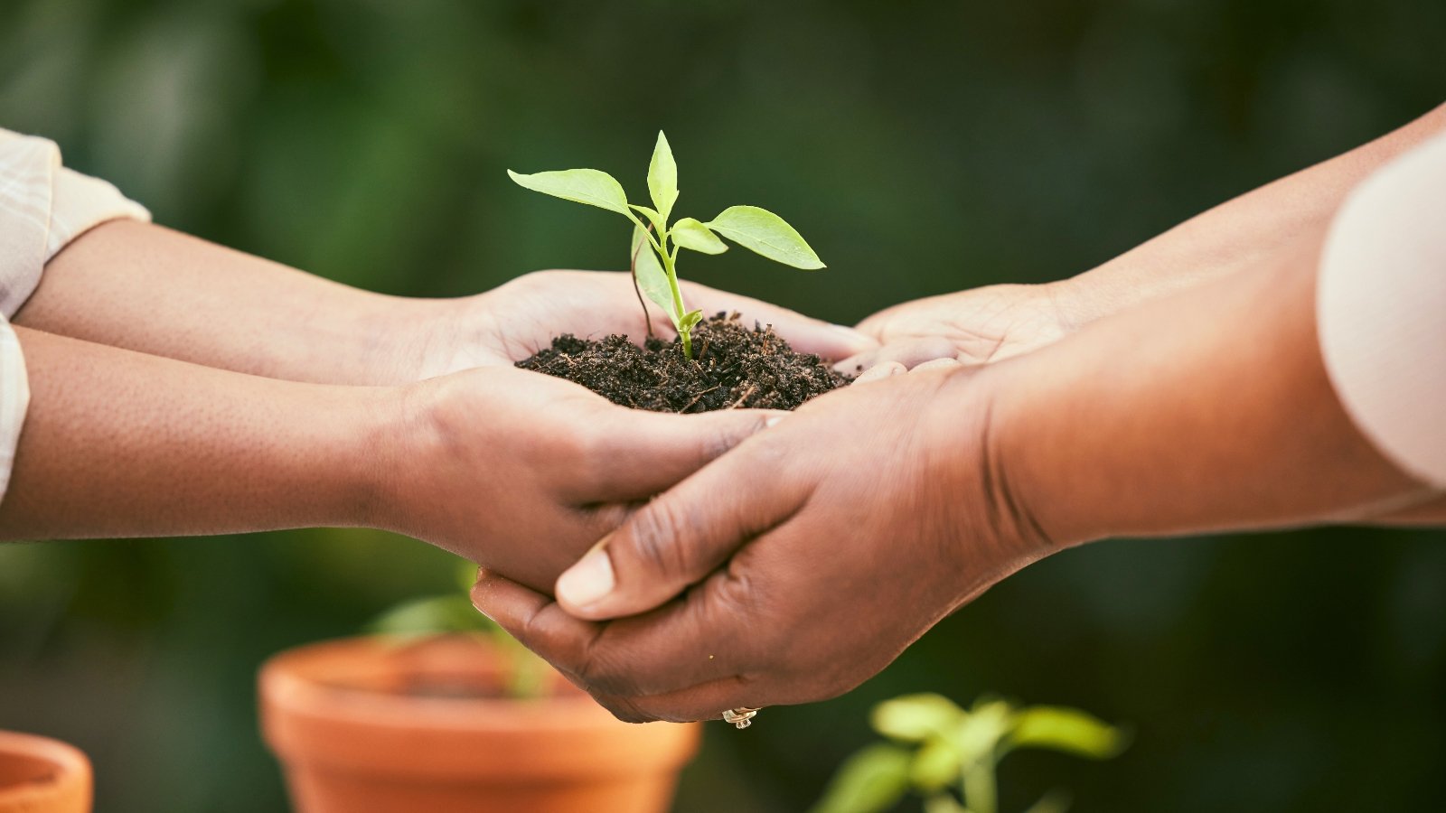 Close-up of two pairs of volunteer hands holding a young green seedling with smooth oval foliage and root ball in a botanical garden.