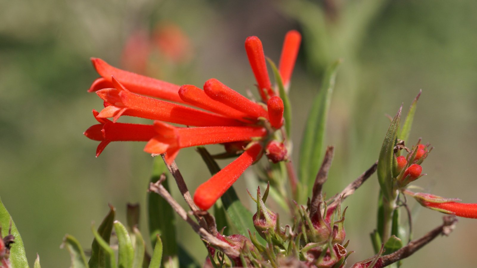 A lovely Bouvardia ternifolia plant with crimson flower clusters appearing dainty and soft under the sunlight