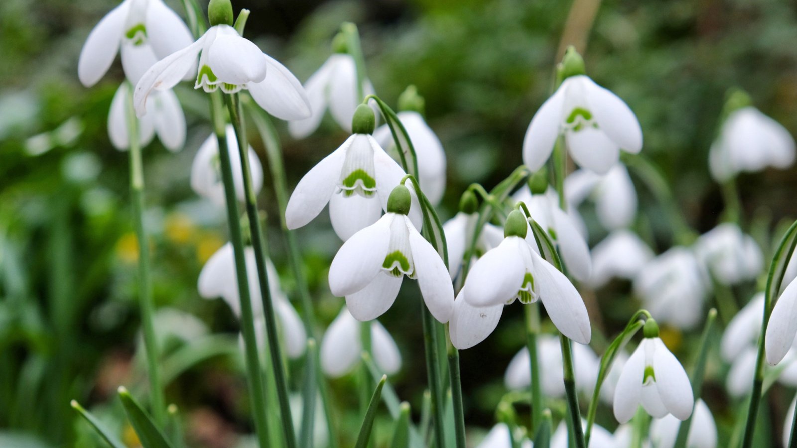 Elegant, drooping white bell-shaped flowers of Galanthus elwesii with a hint of green near the center tips, set against a background of long, dark green leaves.