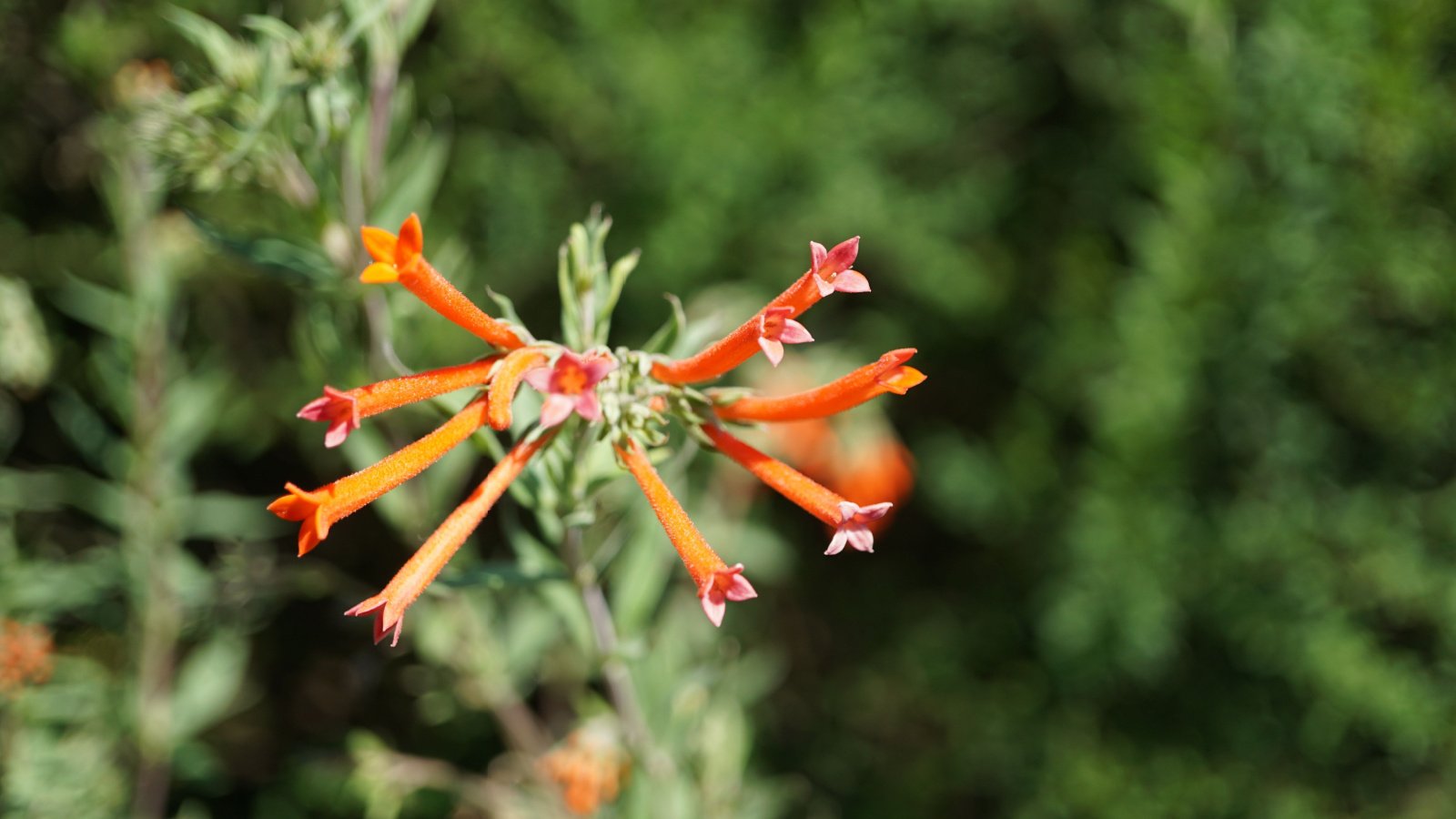 A Bouvardia ternifolia plant with a cluster of lovely orangish-red flowers blooming in a full sun garden against a blurred background of green foliage.