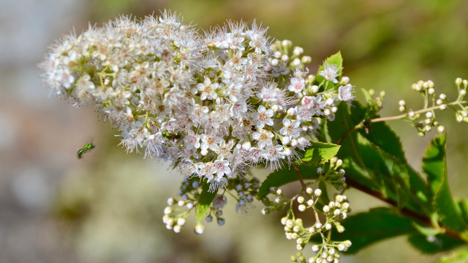 Golden Sweat Bee (Augochlorella aurata) on White Meadowsweet (Spiraea alba) along Fairy Trail at Georgian Bay Islands National Park during Summer