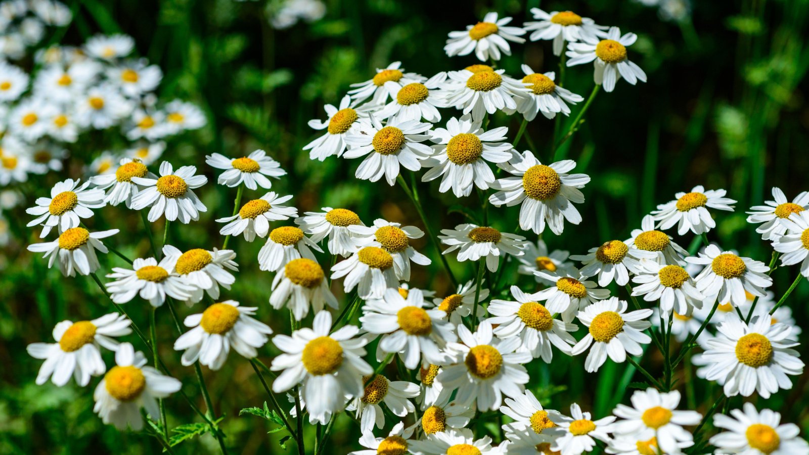Bushels of white flowers with bright yellow centers bloom prolifically and stand against a soft green leafy background.