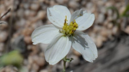 Close up shot of a desert zinnia with its white petals and bright yellow centers, blooming in the desert.