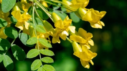 Vibrant yellow, butterfly-like flowers emerge in pairs beside fine-textured, pinnate leaves with rounded tips and smooth, mid-green surfaces.