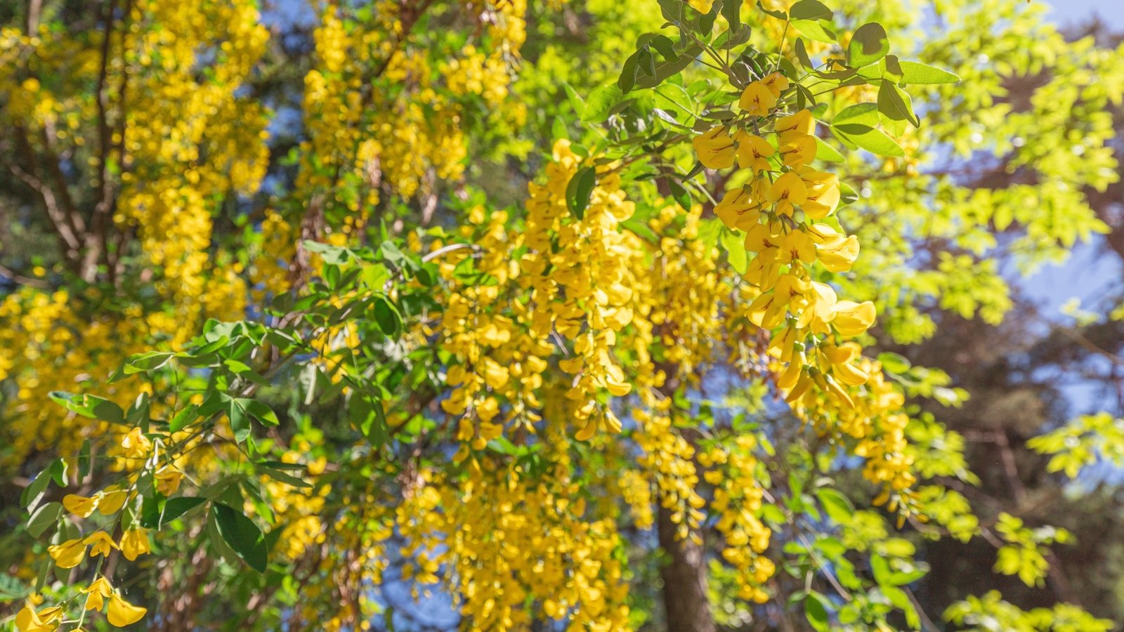 Golden flowers shaped like tiny boats are collected in long inflorescences hanging from green stems with delicate, smooth-edged leaflets arranged symmetrically in feathered patterns.