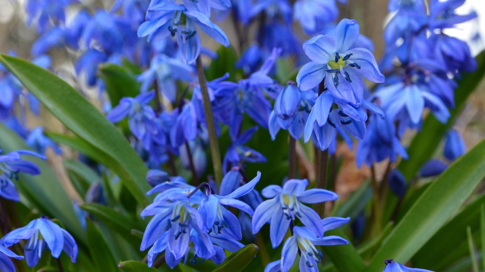 A close-up shot of a small composition of vibrant blue colored flowers of the Siberian Squill, growing alongside its large green leaves in a well lit area outdoors