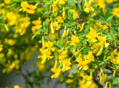 Bright yellow pea-like flowers cluster along slender green stems with fine, lance-shaped leaflets.