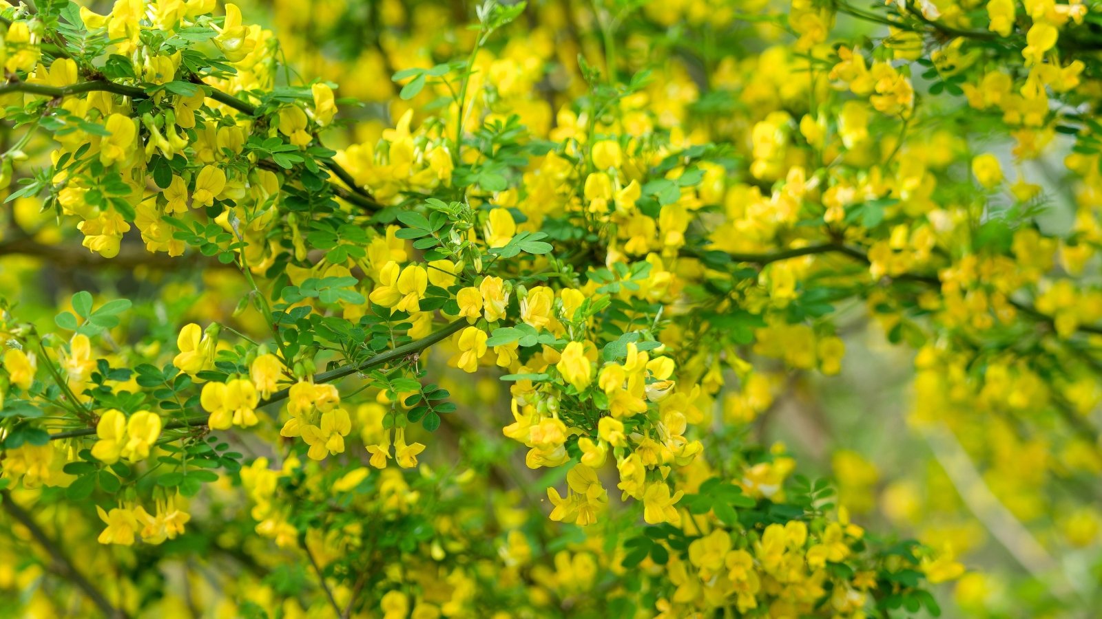 Upright stems are lined with pea-like yellow flowers and airy green foliage composed of paired, lance-shaped leaflets with a satiny sheen.