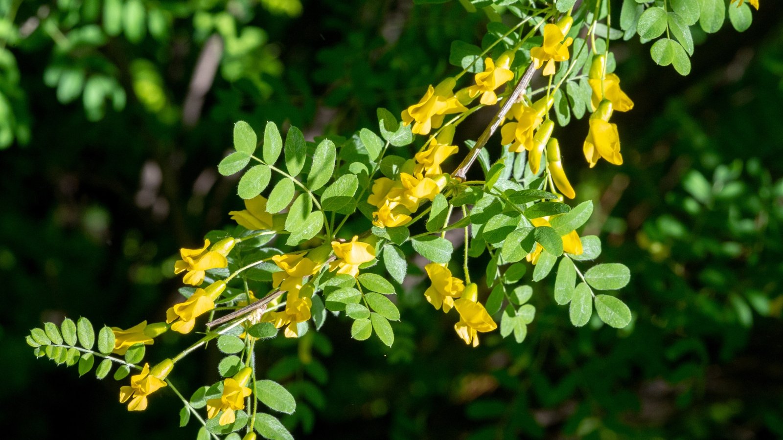 Shrub features slender branches covered in pinnate leaves with smooth-edged leaflets and vivid yellow blooms shaped like miniature pea flowers.