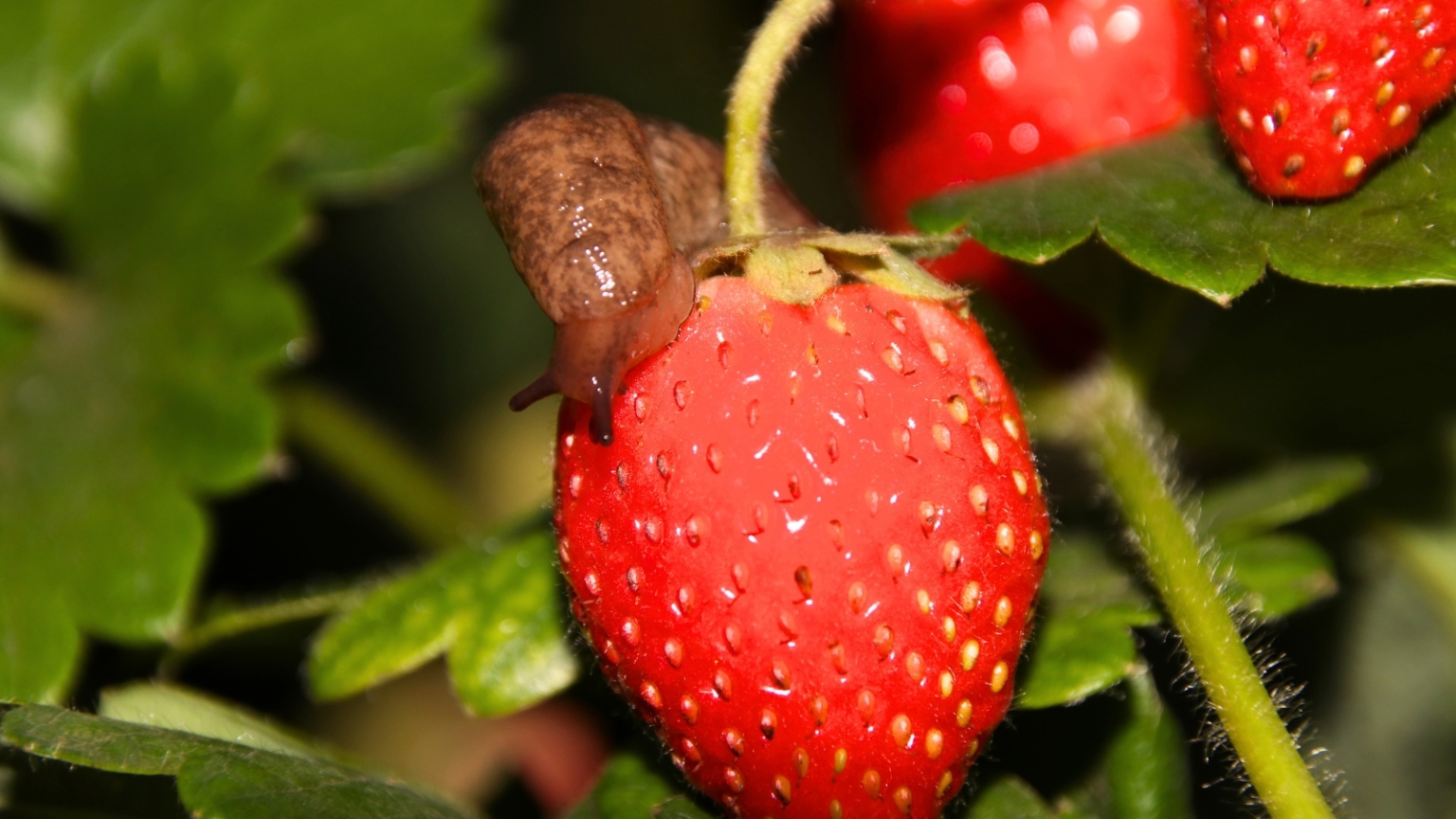 No Berries on Your Strawberry Plant? 11 Fixes to Try
