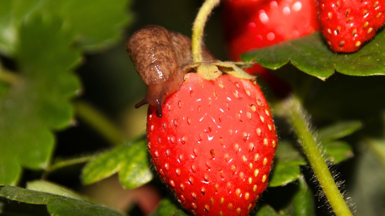 Close-up of a brown slug crawling on a ripe strawberry among green foliage.
